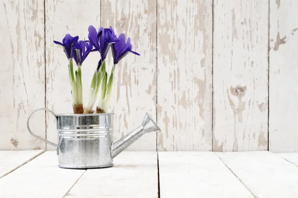 Springtime, iris potted flowers in watering can on wooden white — Stock Photo, Image