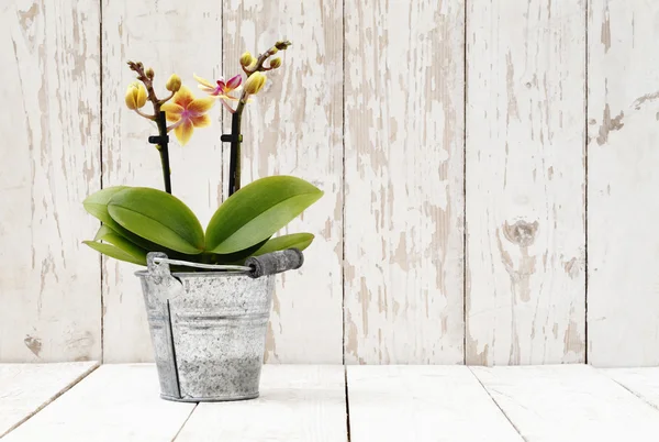 Orquídea amarilla en maceta de metal, sobre tablones de madera blanca —  Fotos de Stock