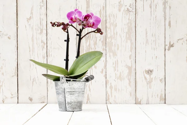 Orquídea púrpura en maceta de metal, sobre tablones de madera blanca —  Fotos de Stock