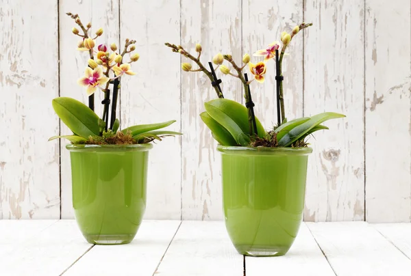 Yellow orchids in glass pots, on white wooden planks — Stock Photo, Image