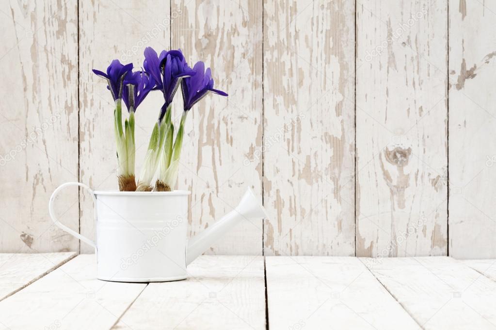 springtime, iris potted flowers in watering can on wooden white 