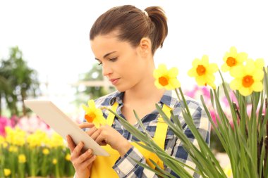 Çiçek Bahçe, nergis closeup içinde kadın tusing tablet bilgisayar