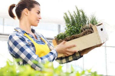 bir serada çalışan bir sandık aromatik otlar, tutan kadın