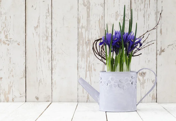 Primavera, flores en maceta de iris en regadera sobre fondo blanco de madera —  Fotos de Stock