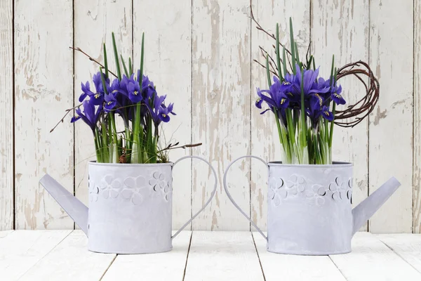 Primavera, flores en maceta de iris en regadera sobre fondo blanco de madera —  Fotos de Stock