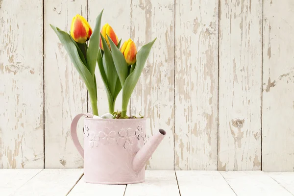 Primavera, tulipanes flores en maceta en regadera en blanco de madera —  Fotos de Stock