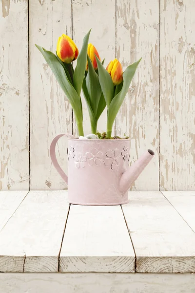 Primavera, tulipanes flores en maceta en regadera en blanco de madera —  Fotos de Stock