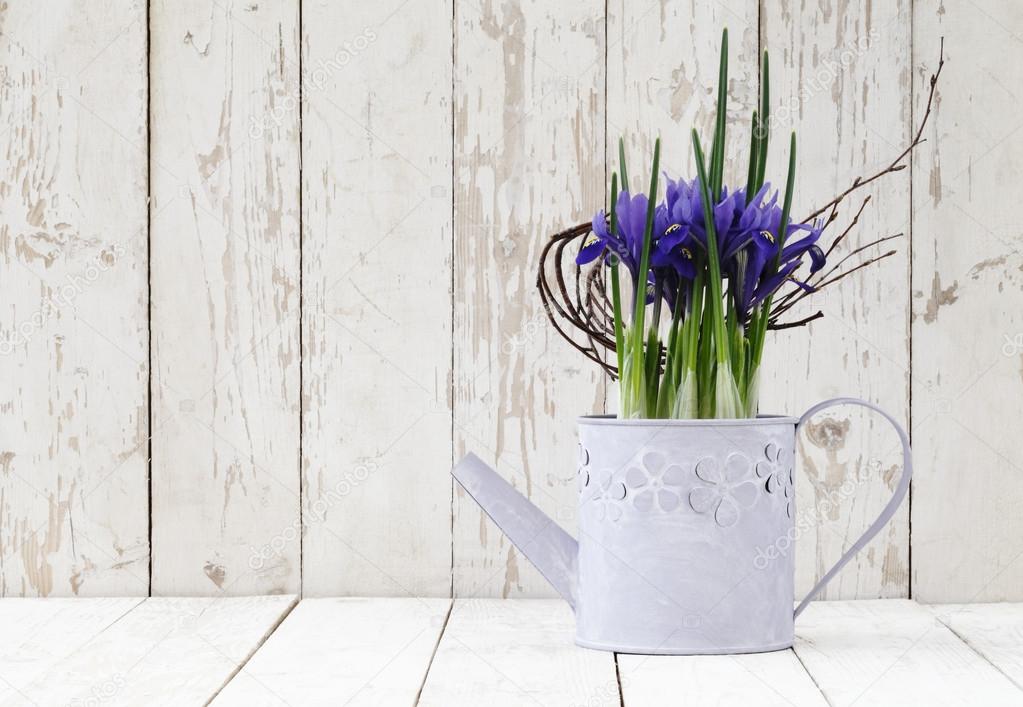 springtime, iris potted flowers in watering can on wooden white blank background