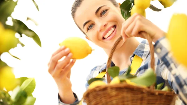 Donna sorridente raccoglie un limone e metterlo nel vimini cesto — Foto Stock