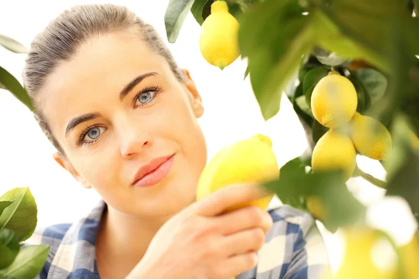 Beautiful woman picks a lemon from the tree — Stock Photo, Image