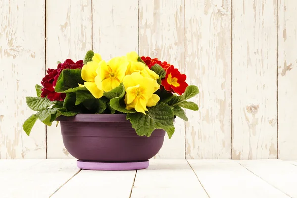 Primavera, Prímulas en maceta aislada en blanco de madera —  Fotos de Stock