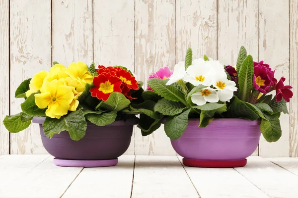 Springtime, Primroses in flowers pots isolated on wooden white — Stock Photo, Image