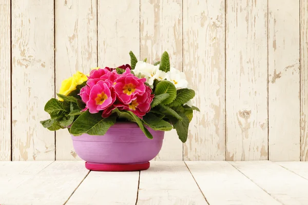Springtime, Primroses in flower pot isolated on wooden white — Stock Photo, Image