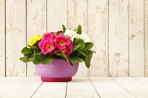 Primavera, Prímulas en maceta aislada en blanco de madera —  Fotos de Stock