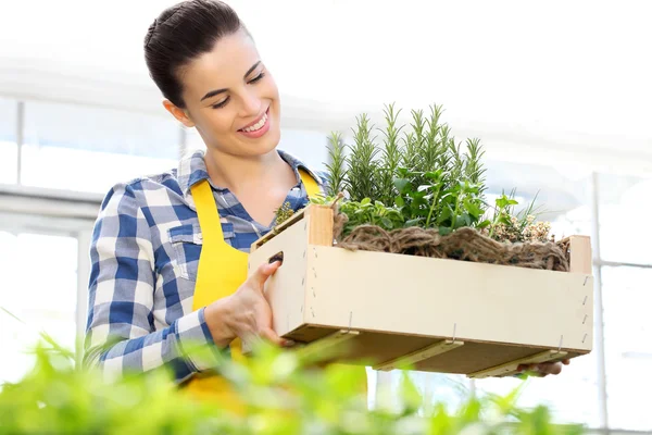 Mujer sonriente sosteniendo una caja de hierbas aromáticas, trabajando en un invernadero — Foto de Stock