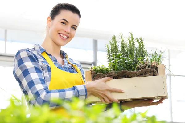 Az üvegházhatást okozó dolgozó gazdaság egy láda fűszernövények, mosolygós nő — Stock Fotó