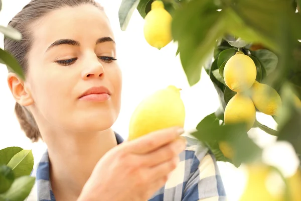 Vacker kvinna skörda en citron från trädet — Stockfoto