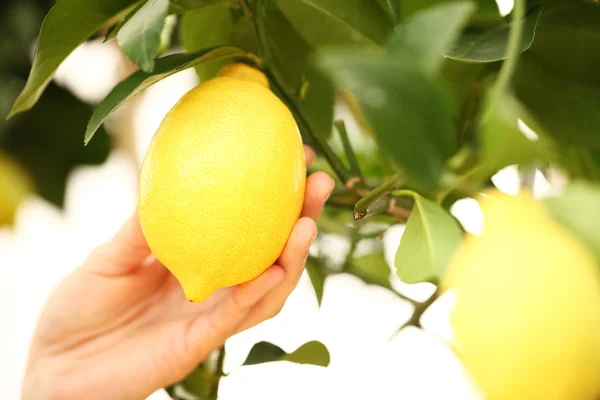 Closeup mão colher um limão da árvore — Fotografia de Stock