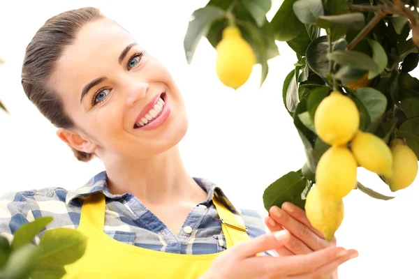 Beautiful smiling woman harvest a lemon from the tree — Stock Photo, Image
