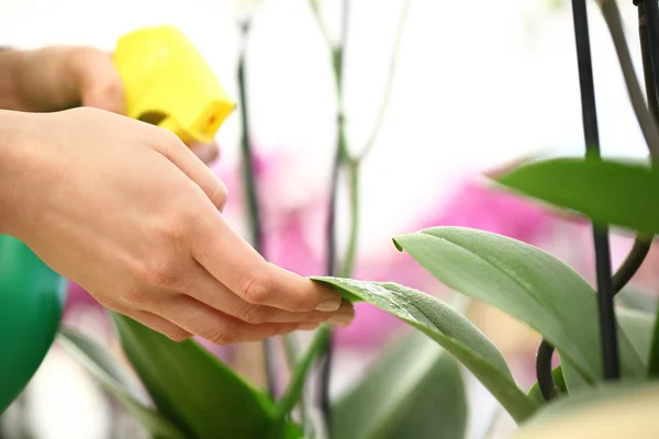 Mãos de mulher com pulverizador, pulverizado em folhas de flores, cuidar — Fotografia de Stock