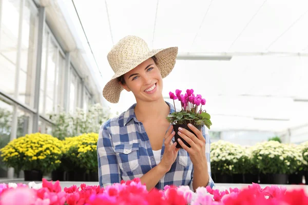 Mujer sonriente, en invernadero con plantas de ciclamen — Foto de Stock