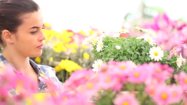 Springtime, smiling woman in the garden of daisies flowers — Stock Video