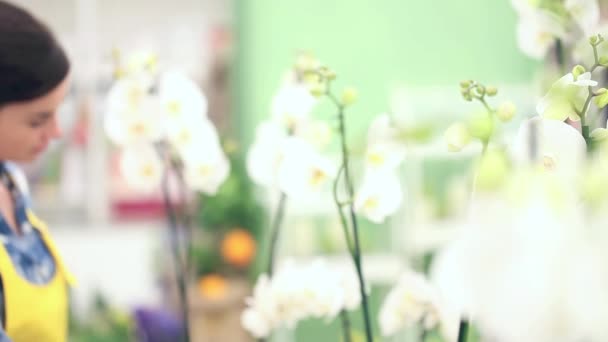 Blumenhändlerin geht in Geschäft, steht auf und kontrolliert einen Topf mit Orchideen — Stockvideo