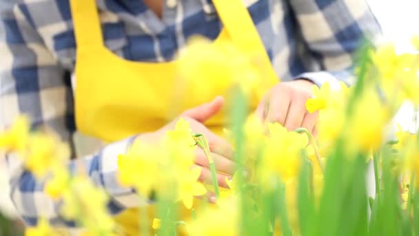 Springtime, woman in garden touches and smells narcissus — Stock Video