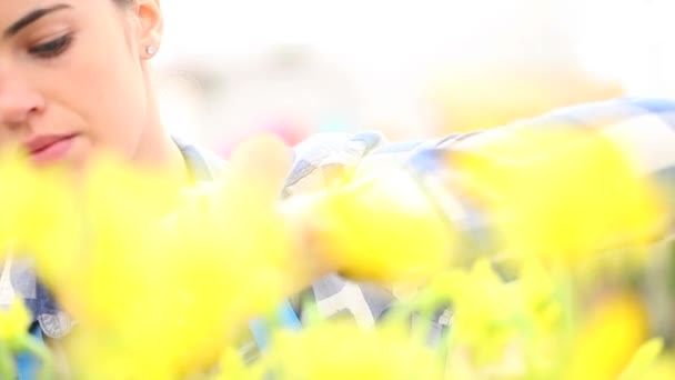 Lente, vrouw in tuin verzorgt van bloemen narcissus — Stockvideo