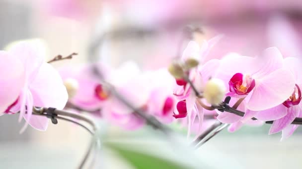 Орхидея цветок, видео панорамирование — стоковое видео