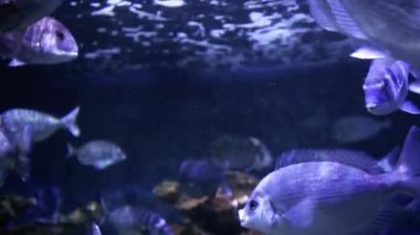 balıklar su altında okul