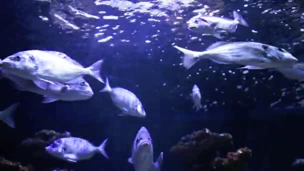 물속 물고기의 학교 — 비디오