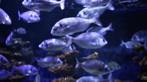 Balıklar su altında okul — Stok video