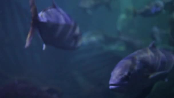 Ecole de poissons sous-marine — Video