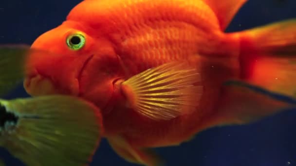 Red fish under water sea — Stock Video