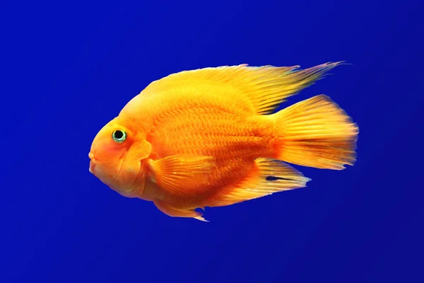 Orangefarbene Fische unter Wasser vor blauem Hintergrund — Stockfoto