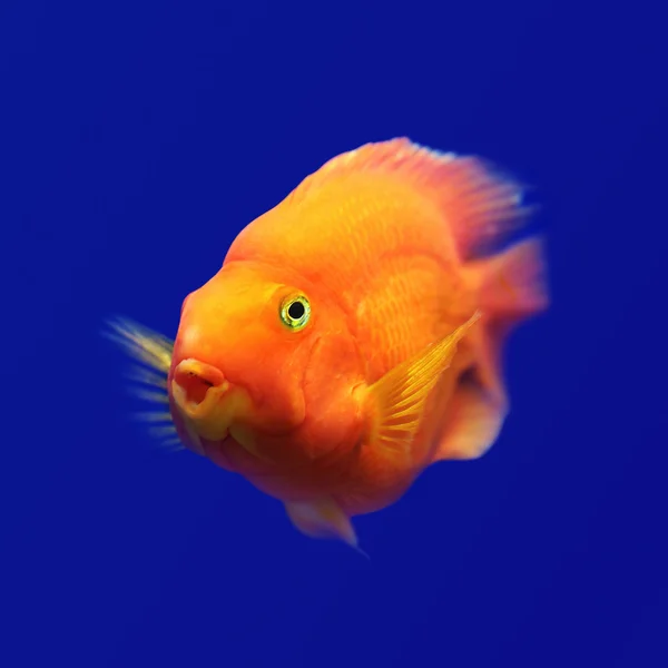 Mavi arka planda turuncu balık suyun altında — Stok fotoğraf