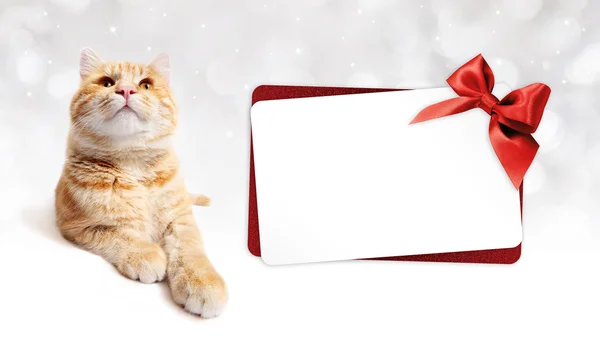 Jengibre gato y tarjeta de regalo con lazo de cinta roja aislado en blanco — Foto de Stock