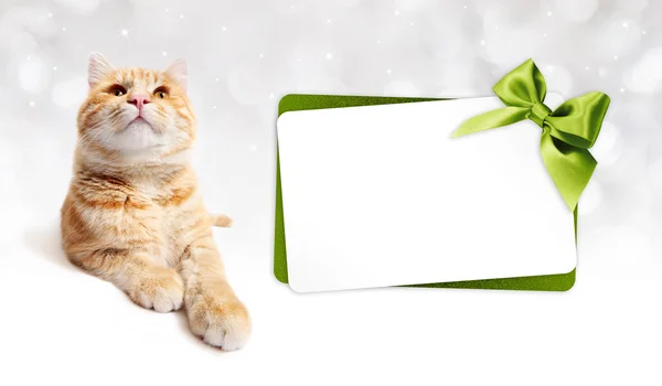 Gato jengibre y tarjeta de regalo con lazo de cinta verde aislado en blanco — Foto de Stock