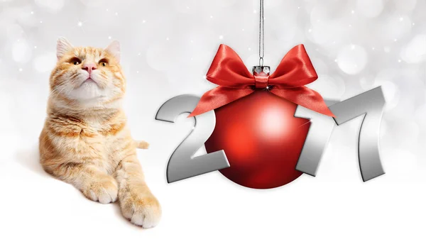 Zencefil kedi ve kırmızı Noel top kırmızı saten şerit yay ile ve — Stok fotoğraf