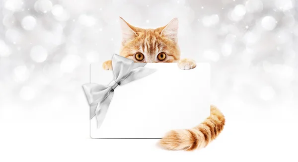 Gato jengibre con tarjeta de regalo y lazo de cinta de plata — Foto de Stock