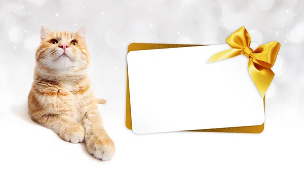 Jengibre gato y tarjeta de regalo con lazo de cinta dorada aislado — Foto de Stock
