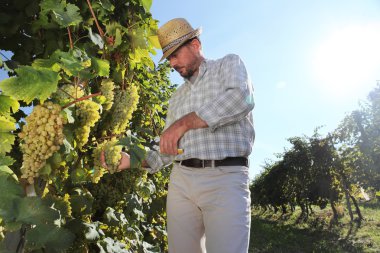 Üzüm hasat, Winemaker bağ içinde