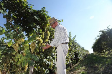 Üzüm hasat, Winemaker bağ içinde