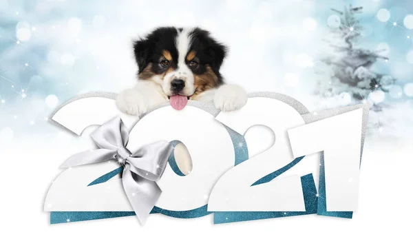 2021 happy new year number text with funny pet dog isolated on blurred lights background for happy new year greeting gift card