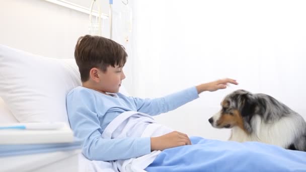 狗的治疗 孤独生病的孩子躺在医院的病床上 被狗的快乐所鼓舞 — 图库视频影像