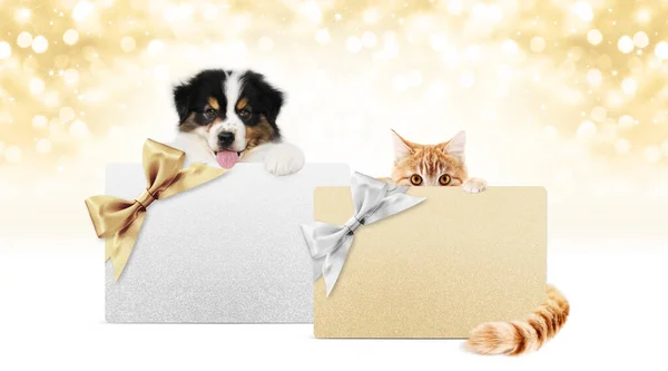 크리스마스에 강아지와 고양이 인형들이 카드를 황금빛과 배경에는 공간이 템플릿이 — 스톡 사진