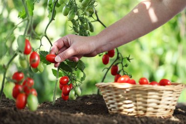Sebze bahçesinde çalışıyorum. Toprakta hasır sepeti olan bitkilerden taze domates topluyorum.