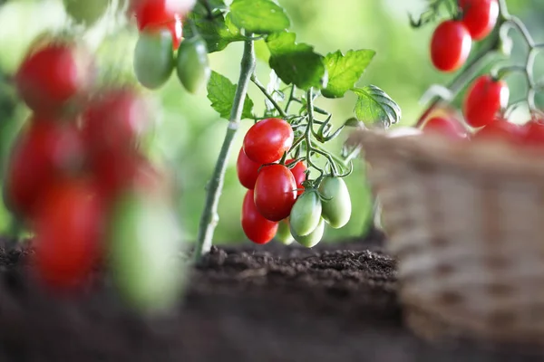 Trabajar Cesta Mimbre Huerta Llena Tomates Frescos Cereza Las Plantas — Foto de Stock