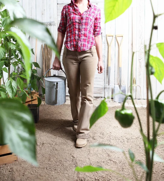 Wanita Kebun Sayuran Dengan Air Kaleng Latar Belakang Gudang Kayu — Stok Foto